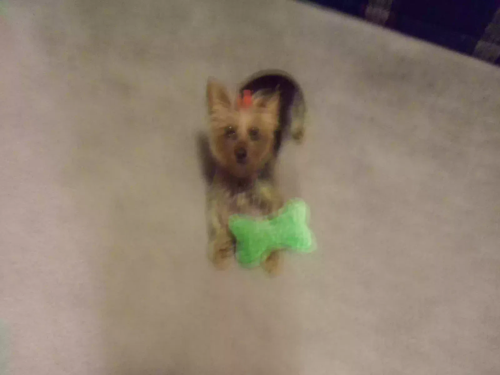 Lost dog in Jackson, TN, 38305