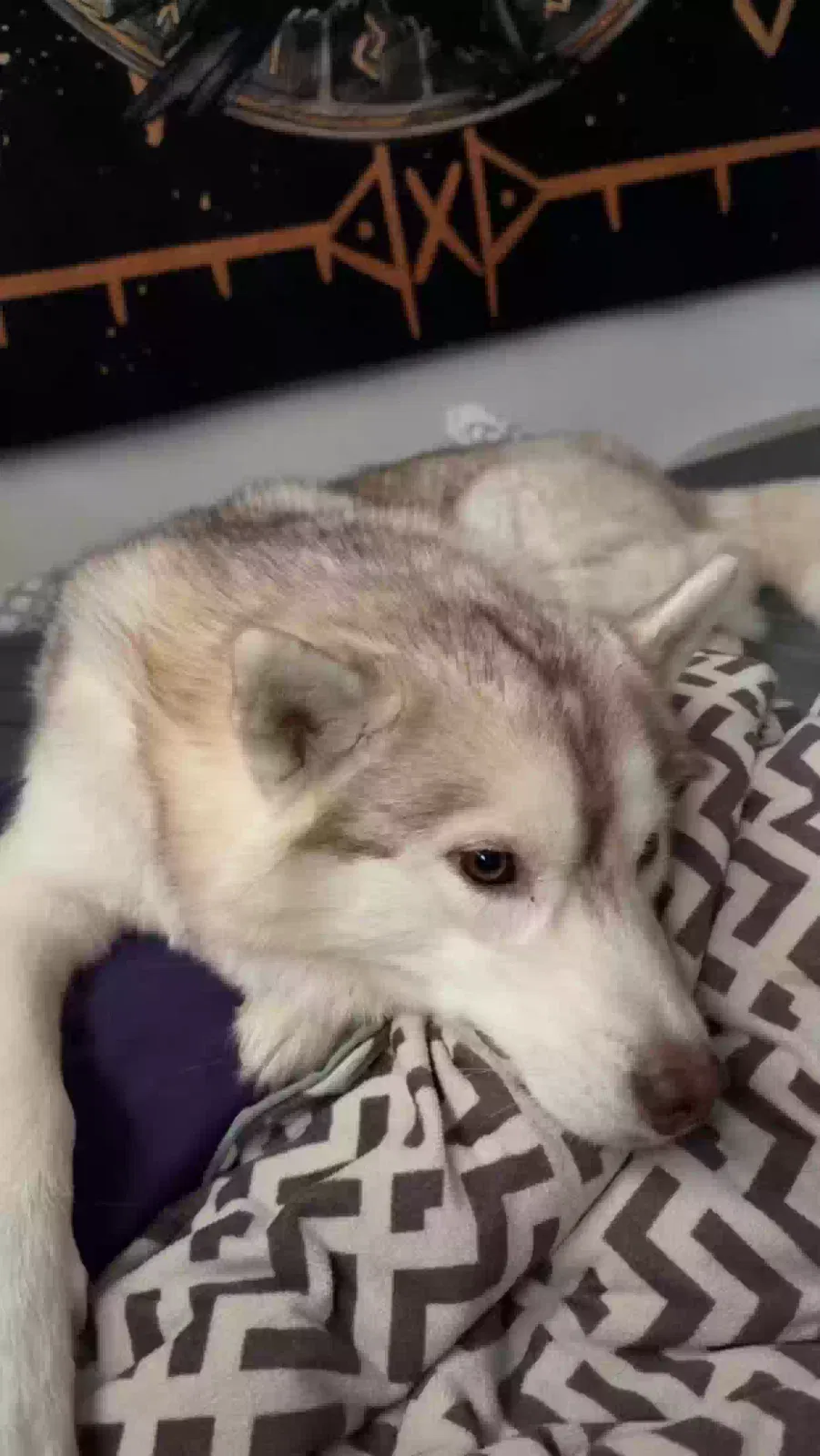 Lost dog in Hutchins, TX, 75141