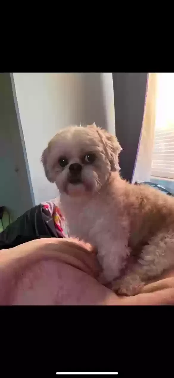 Lost dog in East Orange, NJ, 7017