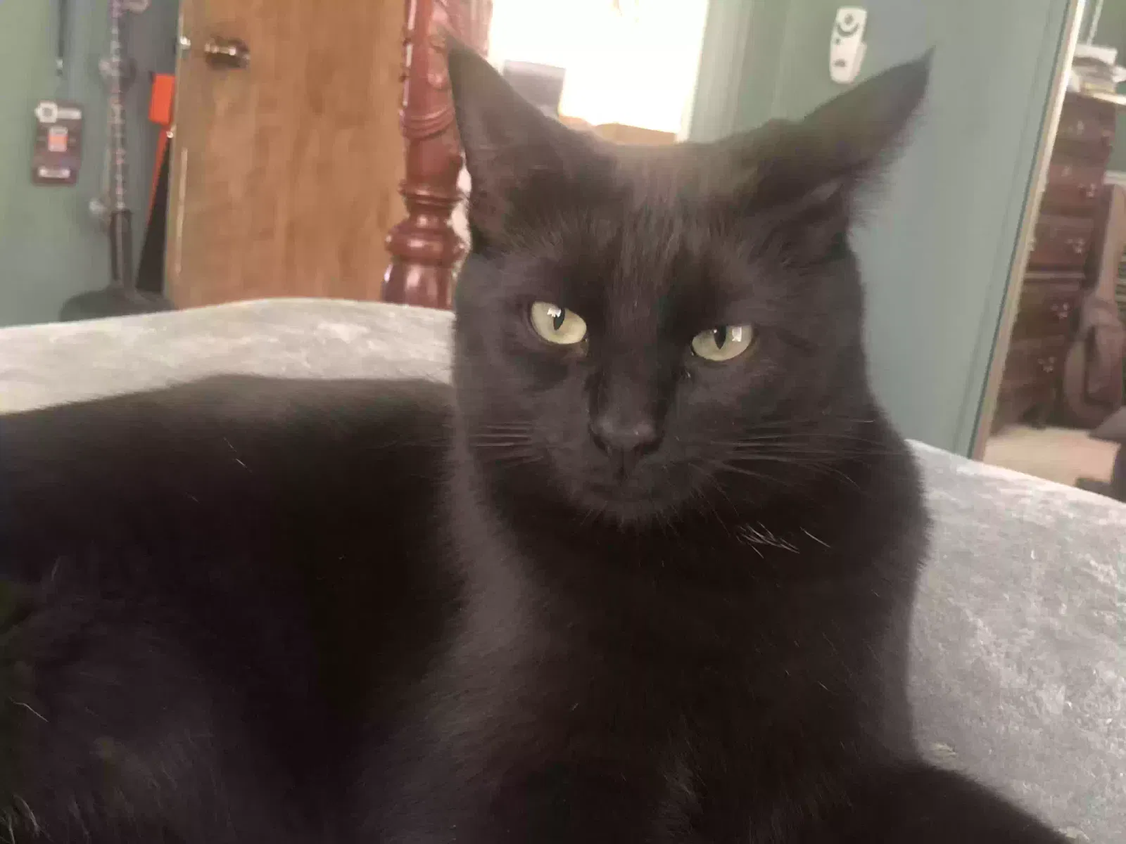 Lost cat in Sun City, CA, 92585