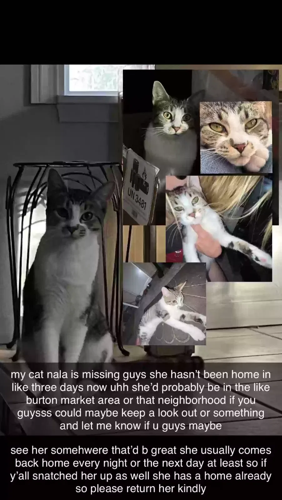 Lost cat in Vancouver, WA, 98664