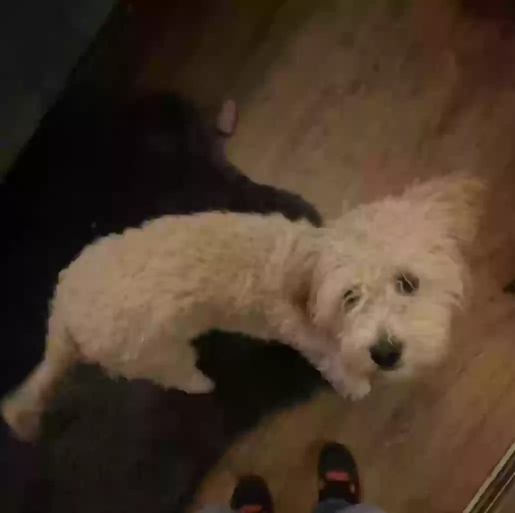Lost dog in Chandler, AZ, 85225