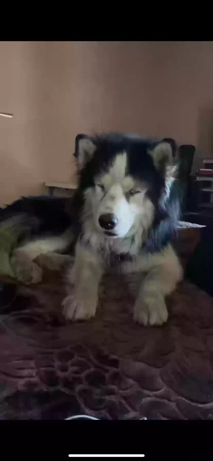 Lost dog in Unknown, CA, 90460