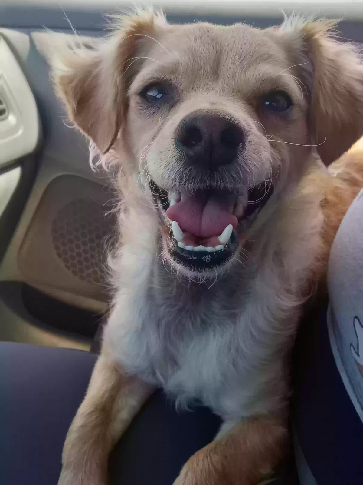 Lost dog in Los Angeles, CA, 90001