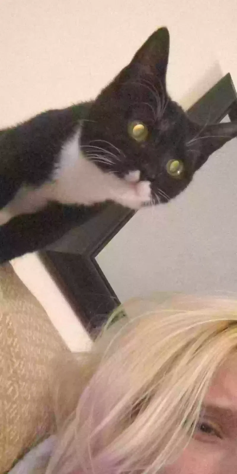 Lost cat in Murfreesboro, TN, 37127