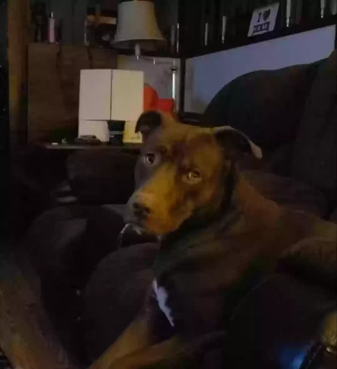 Lost dog in Wamego, KS, 66547