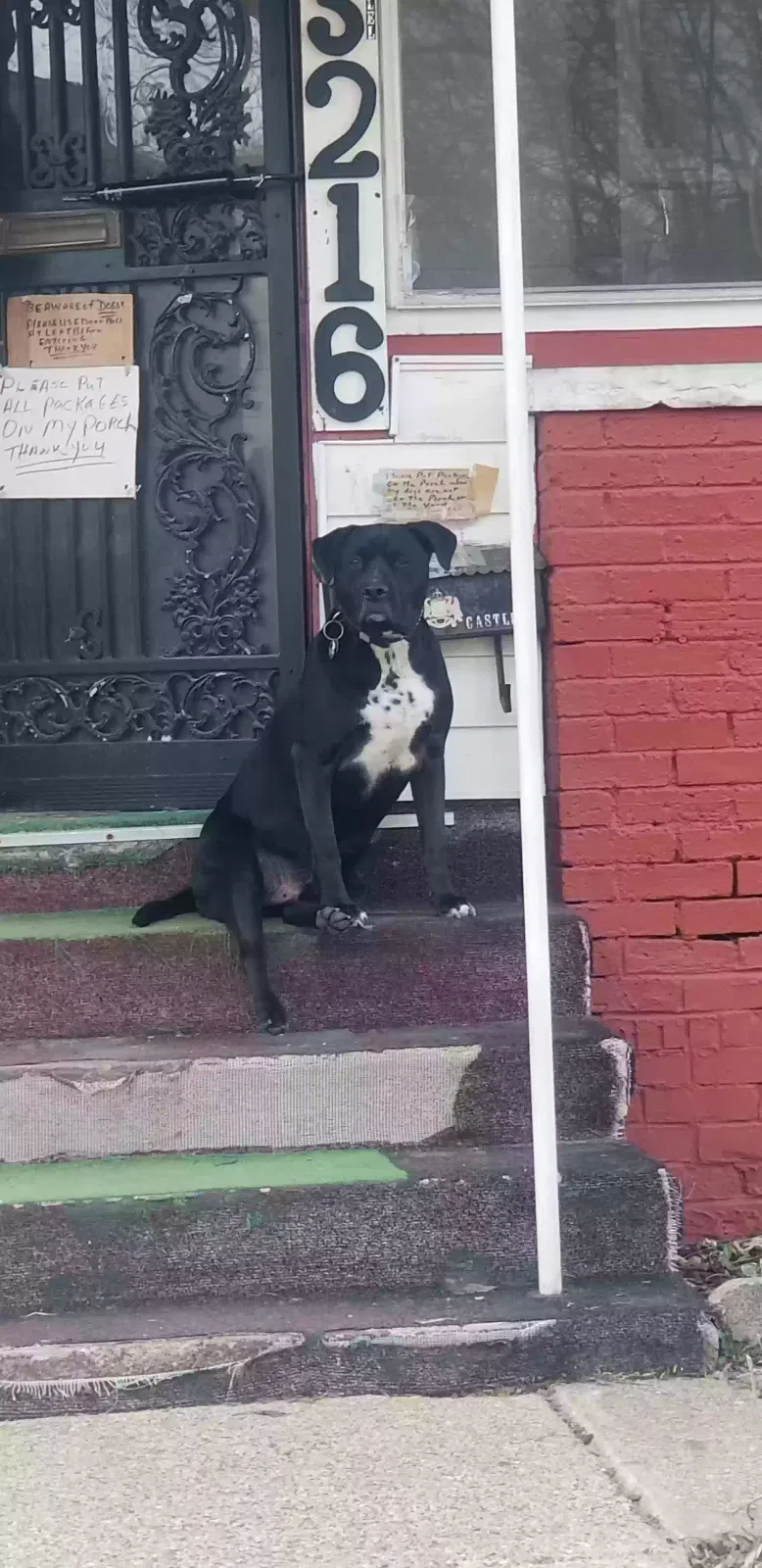 Lost dog in Indianapolis, IN, 46208