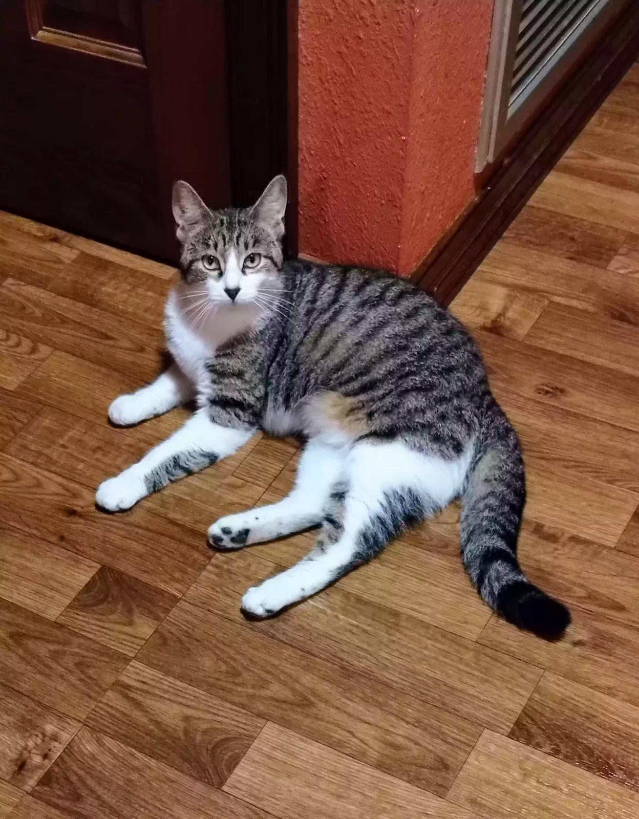 Lost cat in Jeanerette, LA, 70544