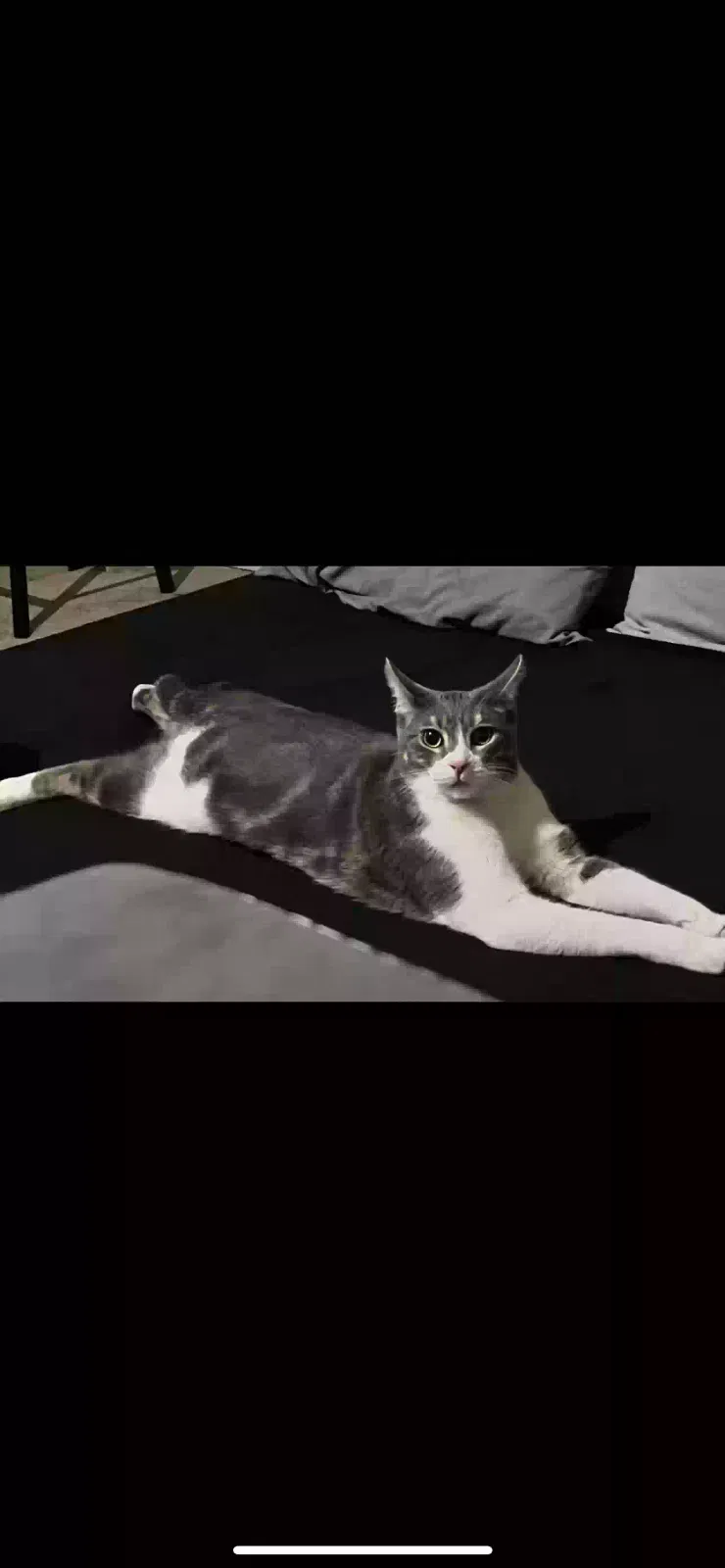 Lost cat in Modesto, CA, 95351