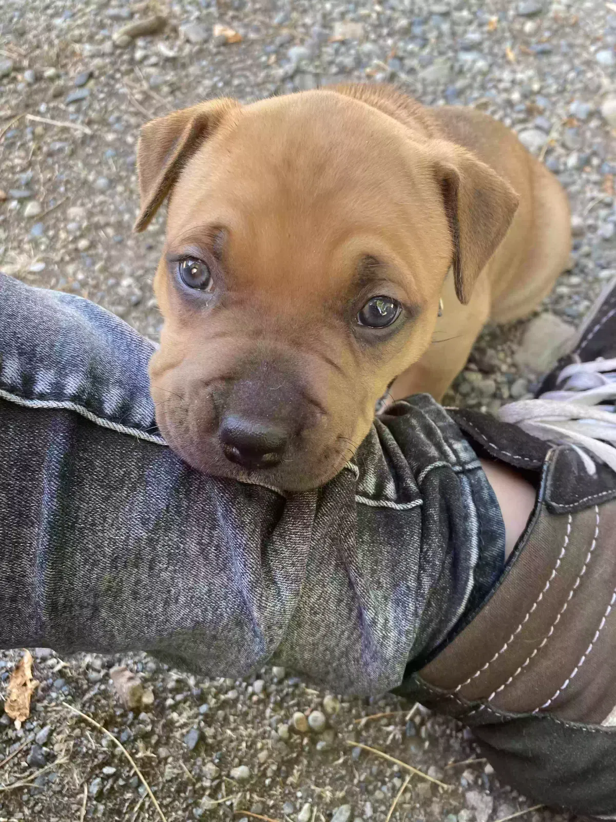 Lost dog in Tacoma, WA, 98444