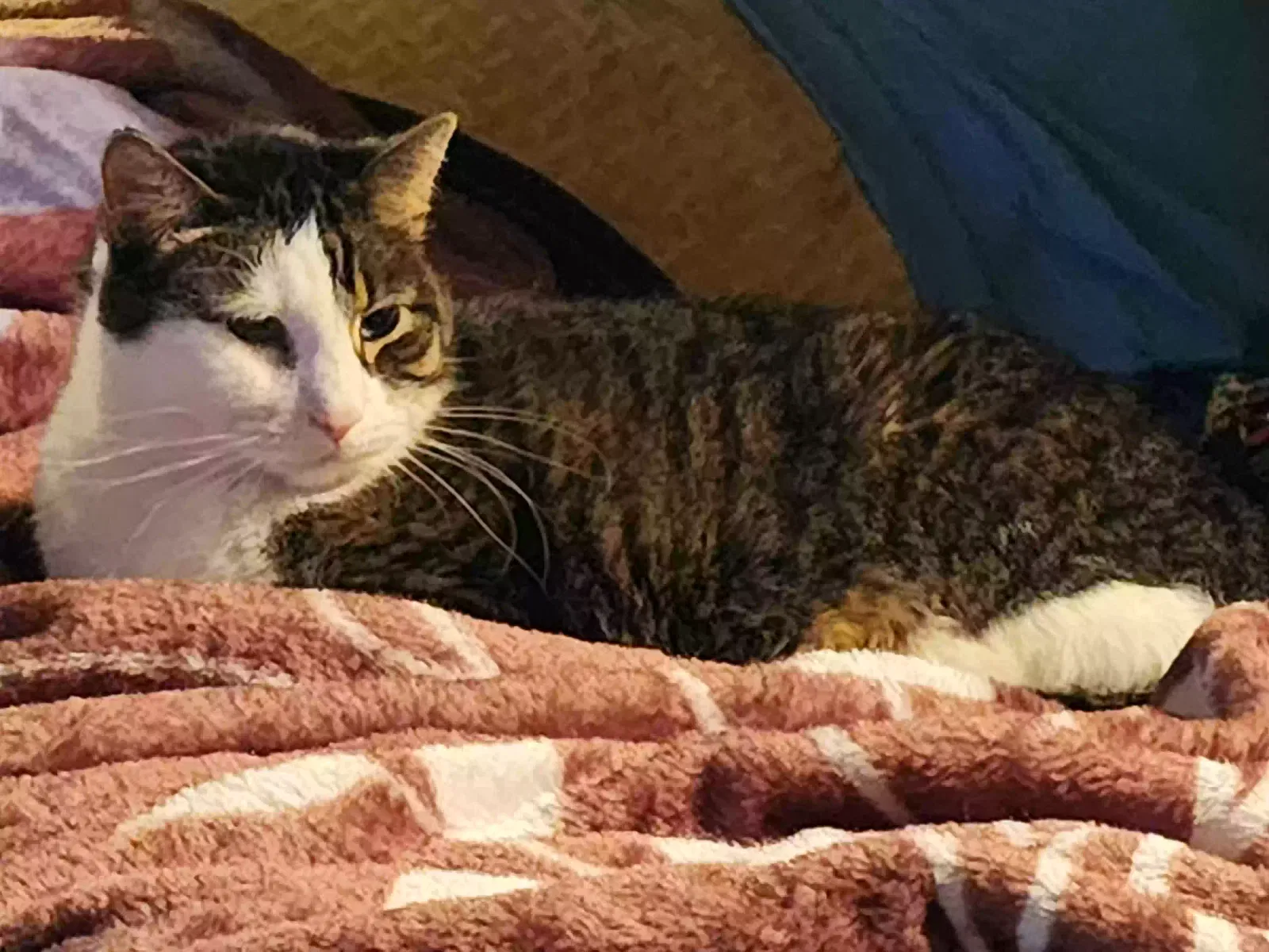 Lost cat in Pittsburgh, PA, 15217