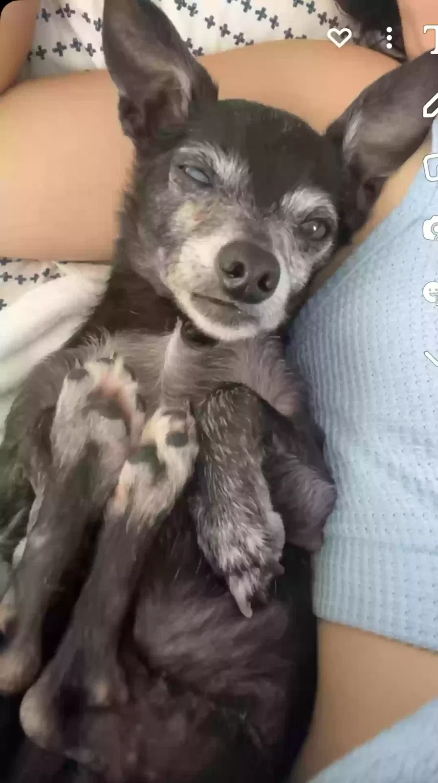 Lost dog in Los Angeles, CA, 90033
