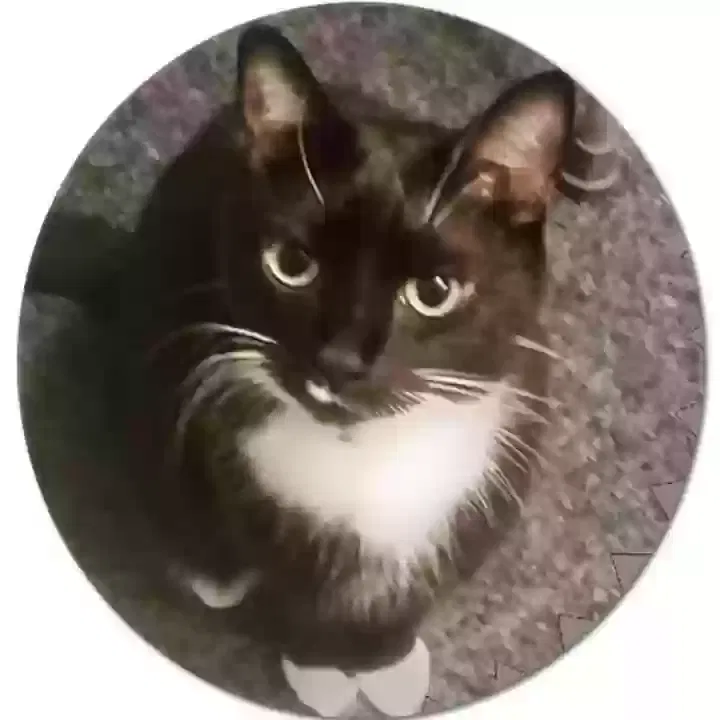 Lost cat in Henrico, VA, 23228
