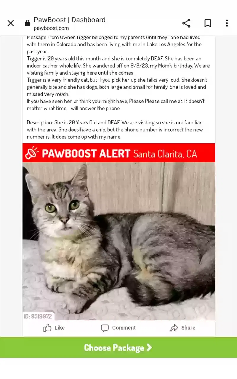 Lost cat in Canyon Country, CA, 91351
