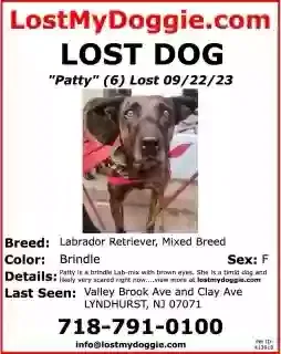 Lost dog in Lyndhurst, NJ, 7071