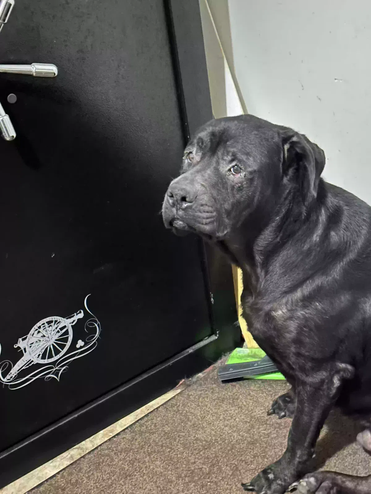 Found dog in Monticello, GA, 31064