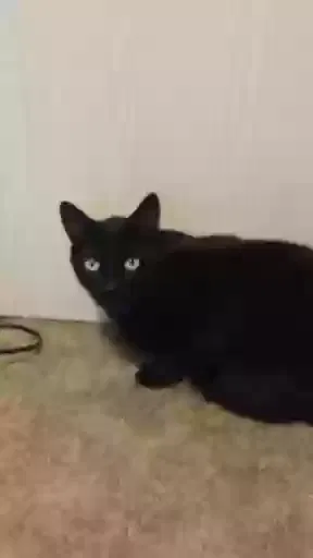 Lost cat in Palmetto, FL, 34221
