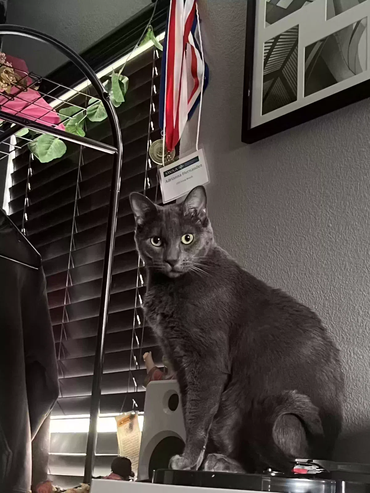 Lost cat in Moreno Valley, CA, 92555