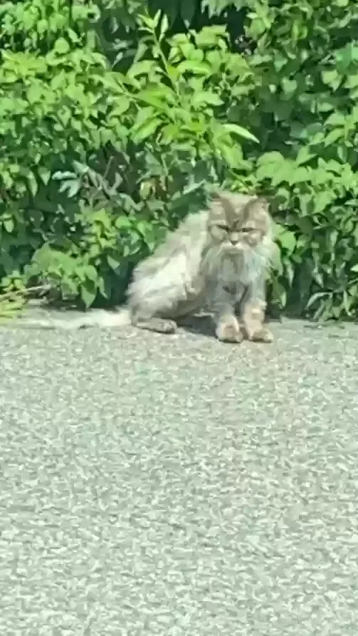 Lost cat in Ringwood, NJ, 7456