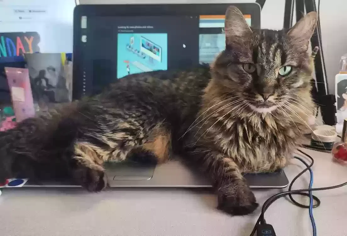 Lost cat in Indianapolis, IN, 46227