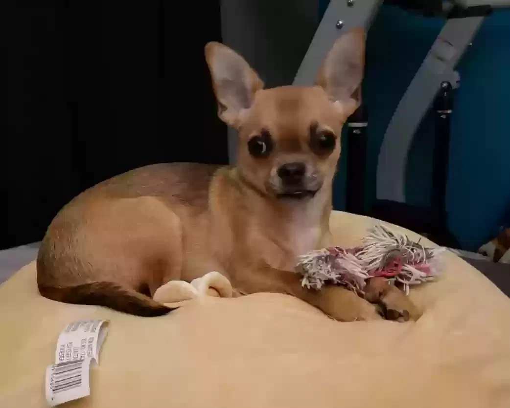 Lost dog in La Conner, WA, 98257