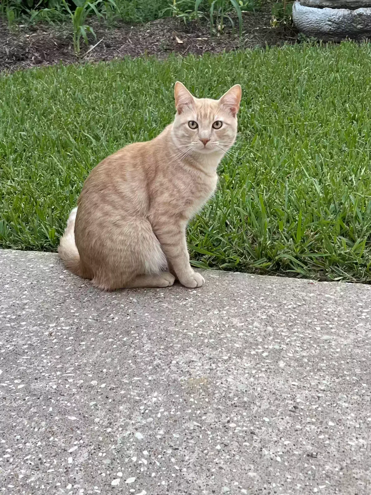 Lost cat in La Porte, TX, 77571