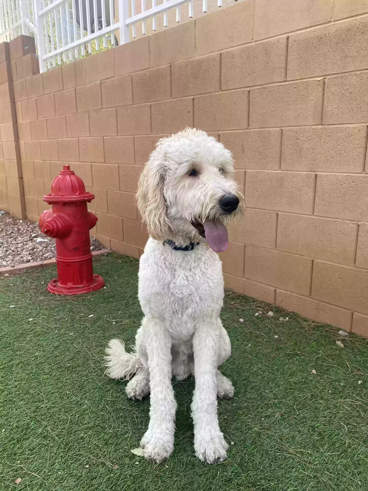 Lost dog in Las Vegas, NV, 89119
