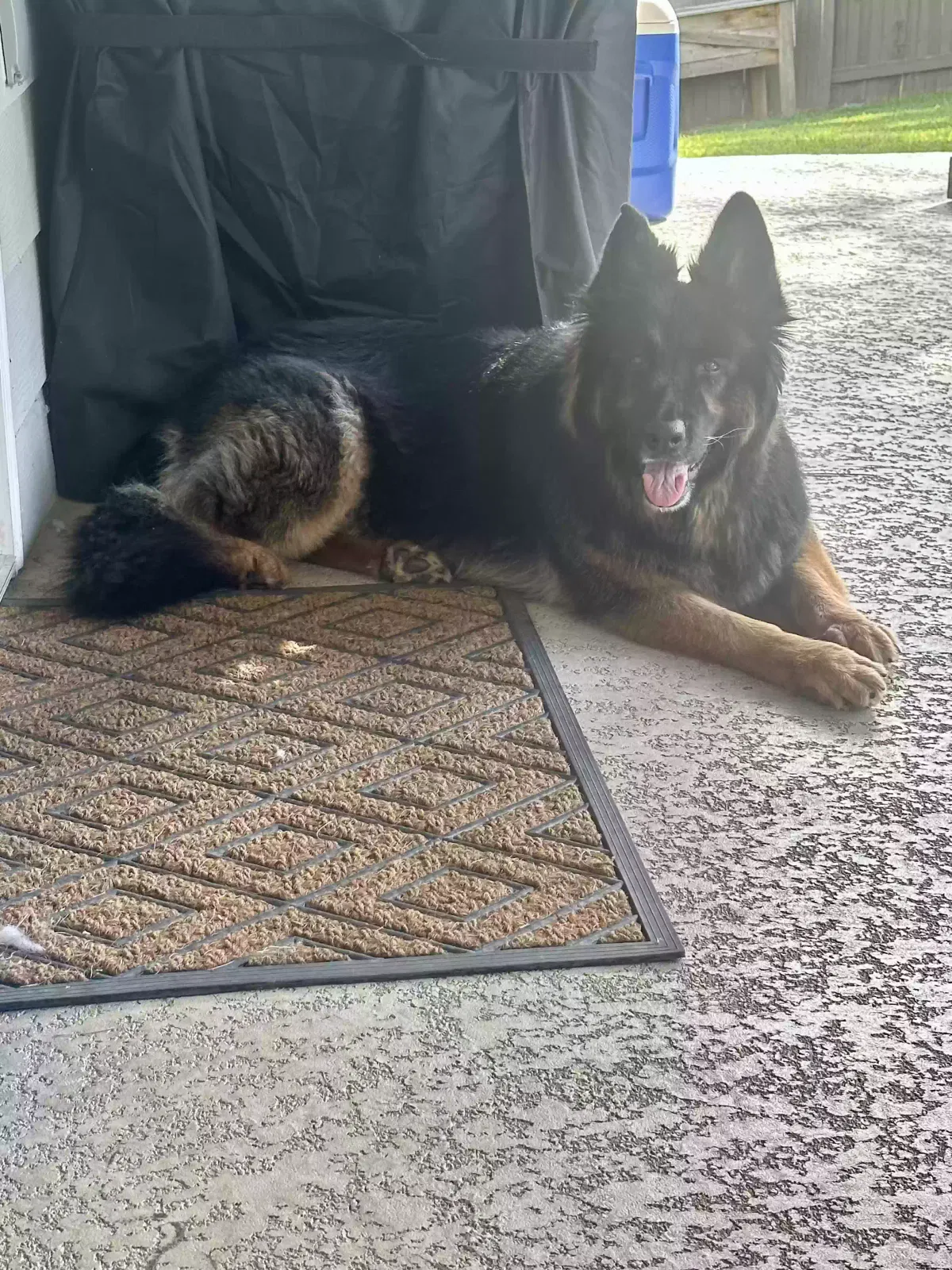 Lost dog in San Antonio, TX, 78203