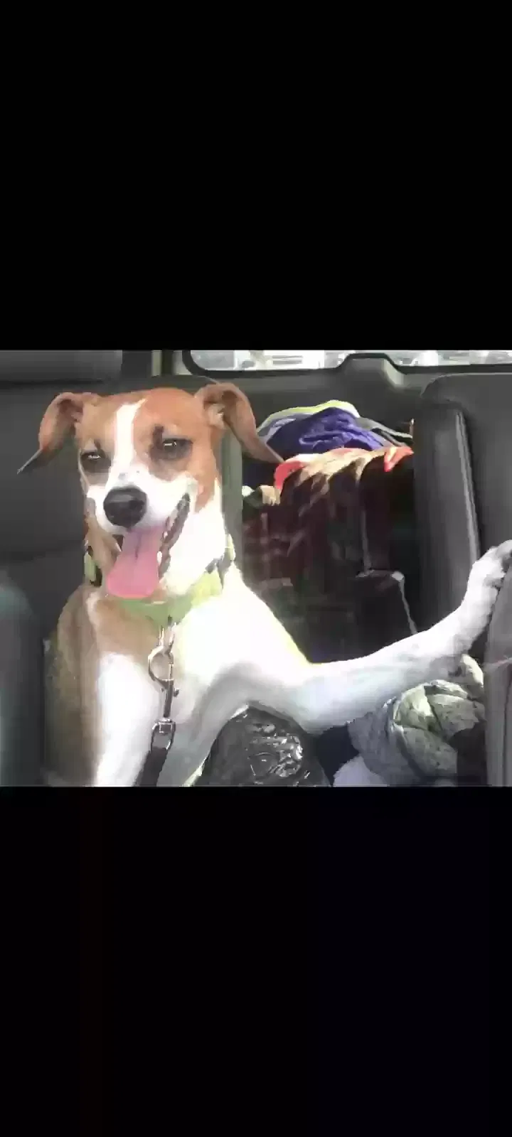 Lost dog in Rancho Cucamonga, CA, 91730