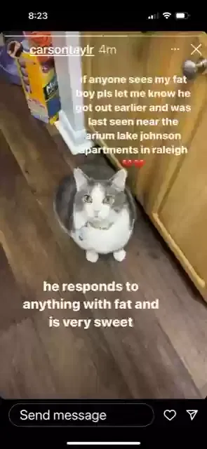 Lost cat in Raleigh, NC, 27606