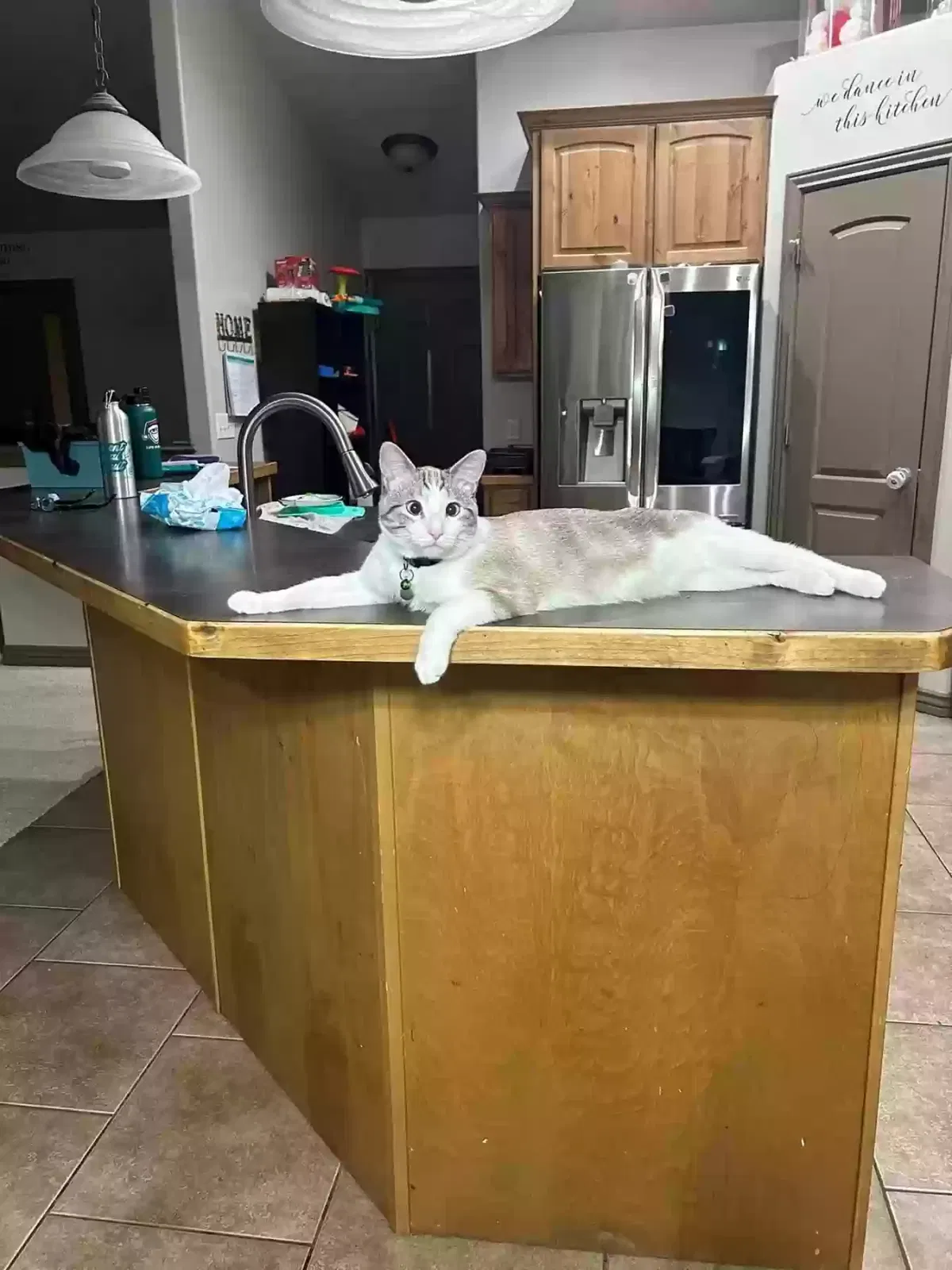 Lost cat in Eagle Mountain, UT, 84005