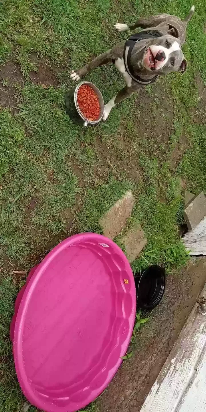 Lost dog in Tulsa, OK, 74127