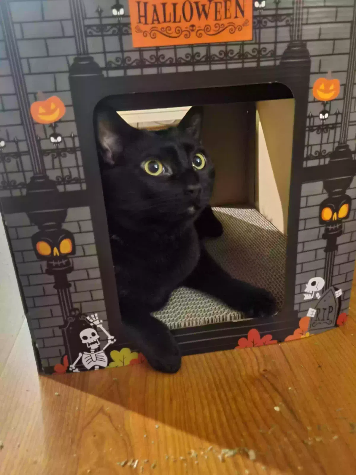 Lost cat in Seneca, SC, 29678