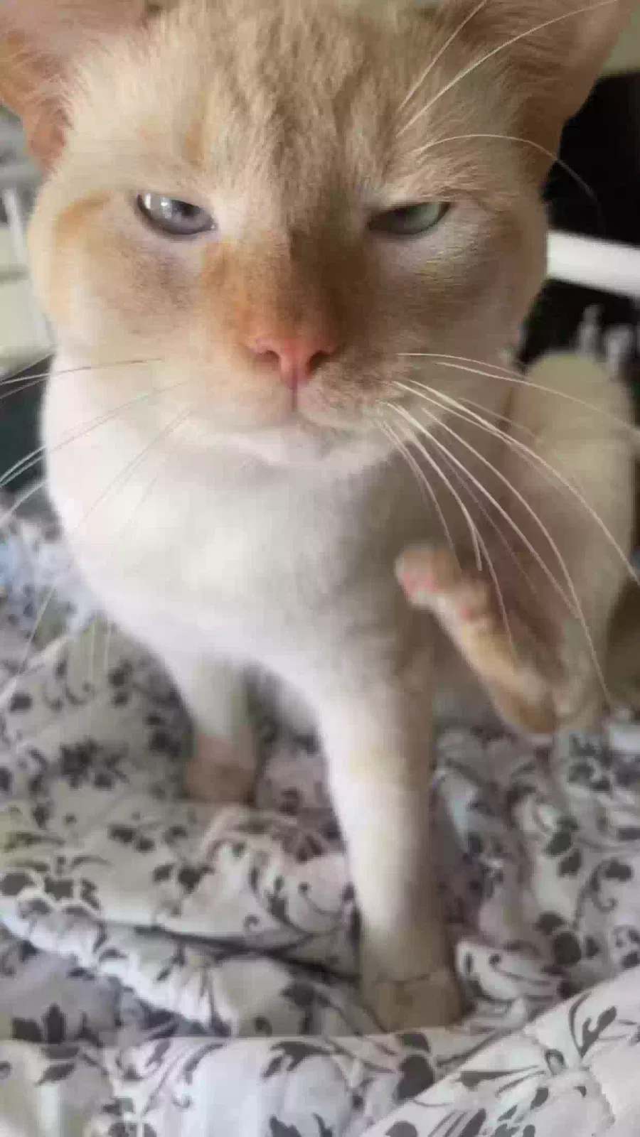 Lost cat in Muskegon, MI, 49444