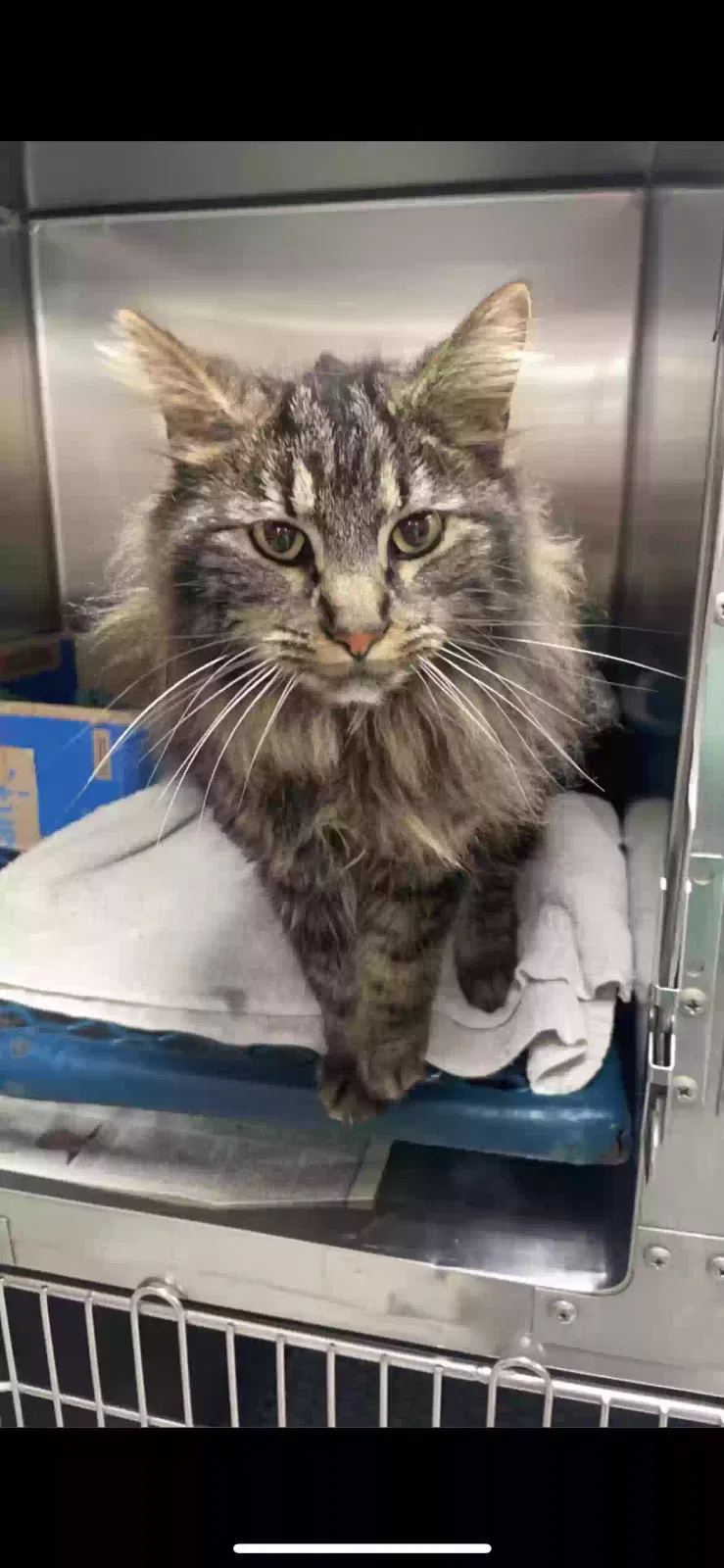 Lost cat in Campbellsburg, IN, 47108