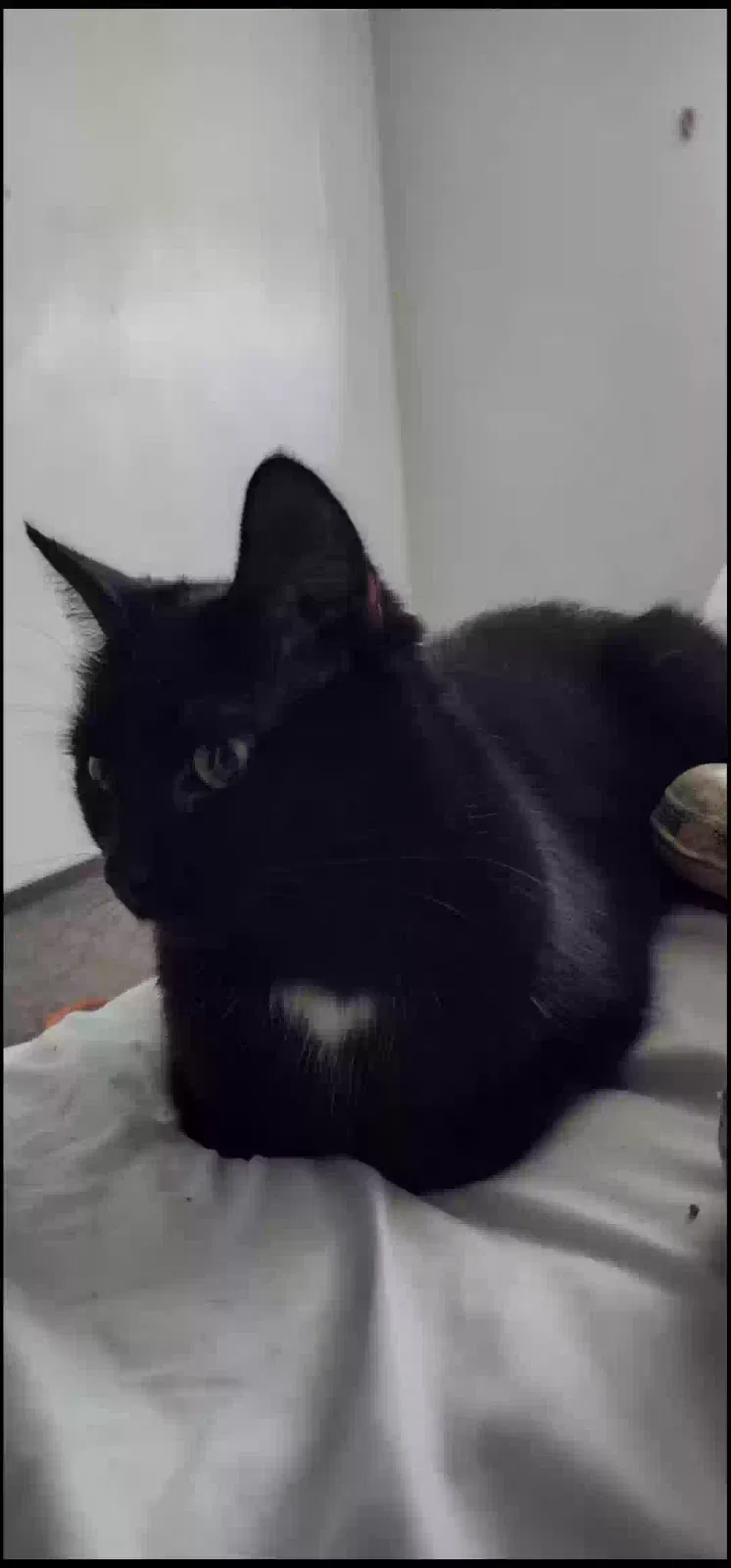 Lost cat in Tremont, IL, 61568