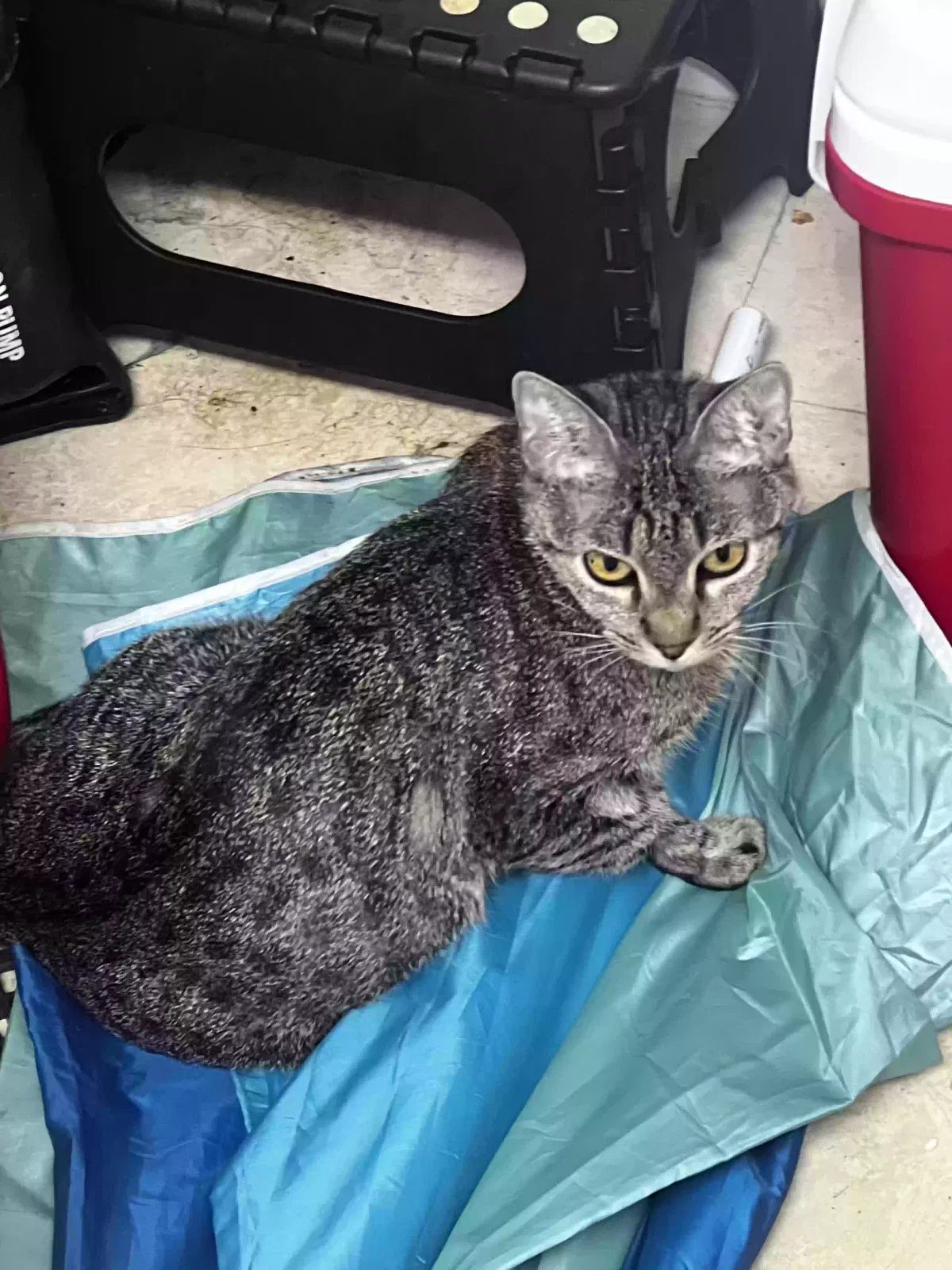 Lost cat in Naples, FL, 34109