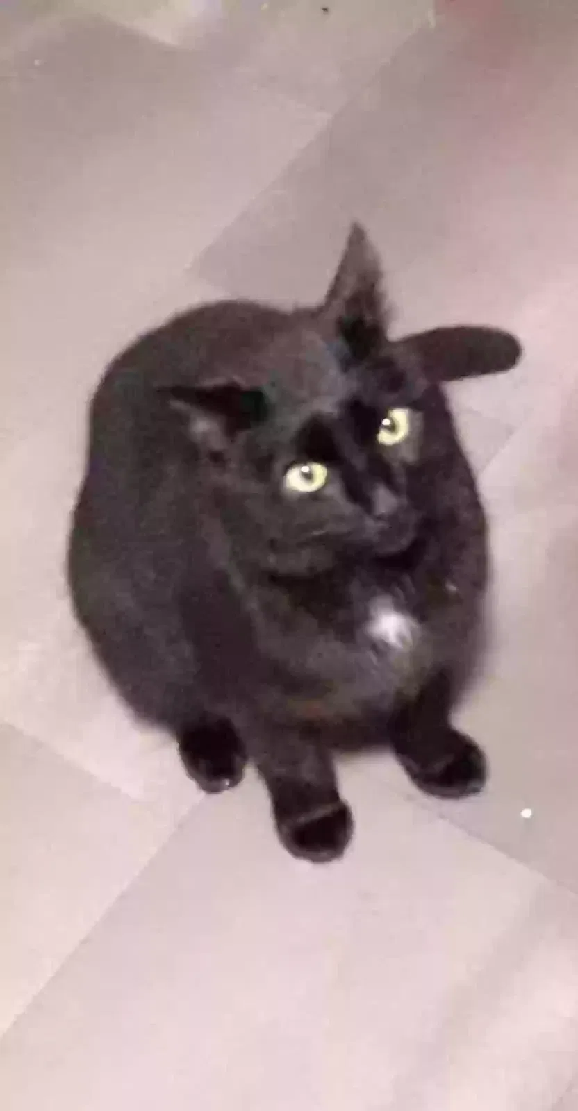 Lost cat in Unknown, UT, 0