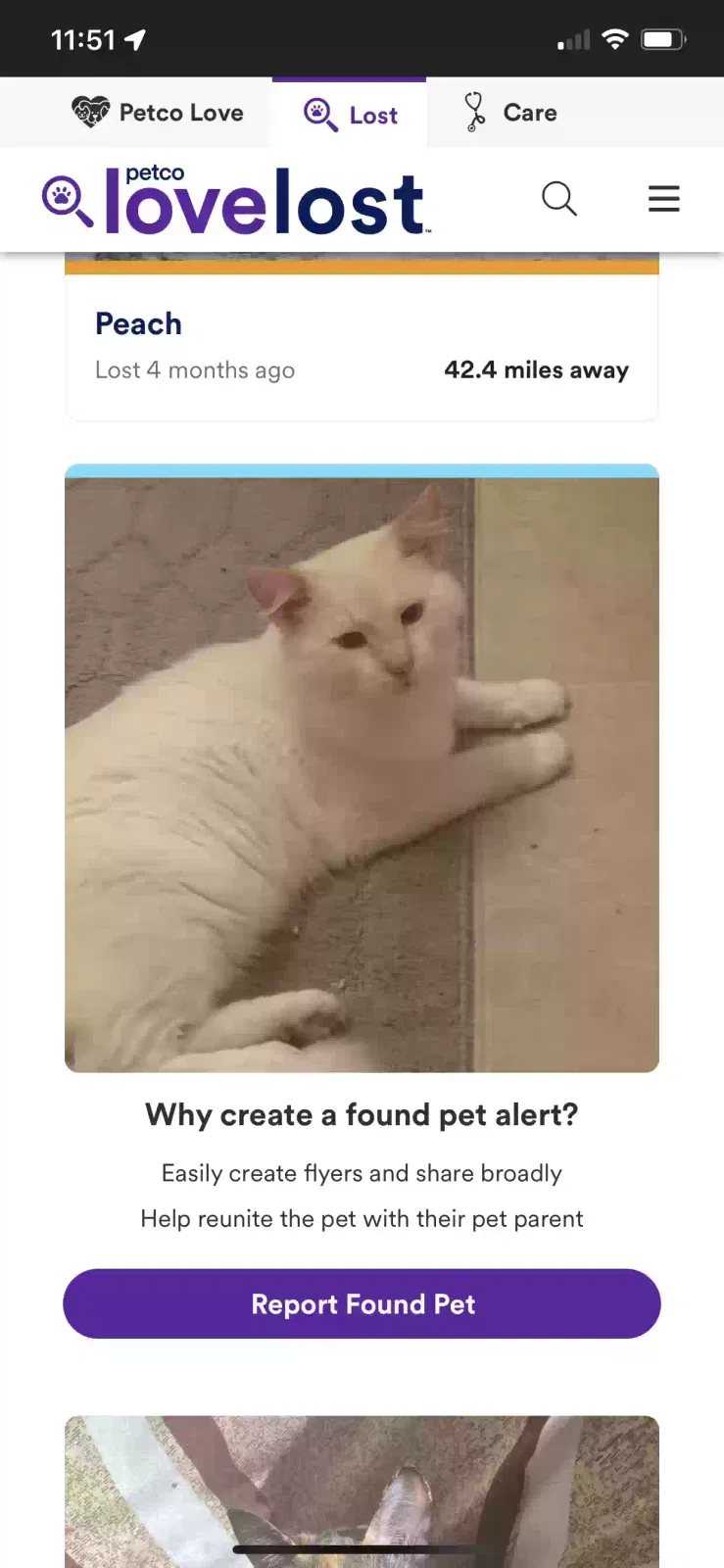 Found cat in Mays Landing, NJ, 8330