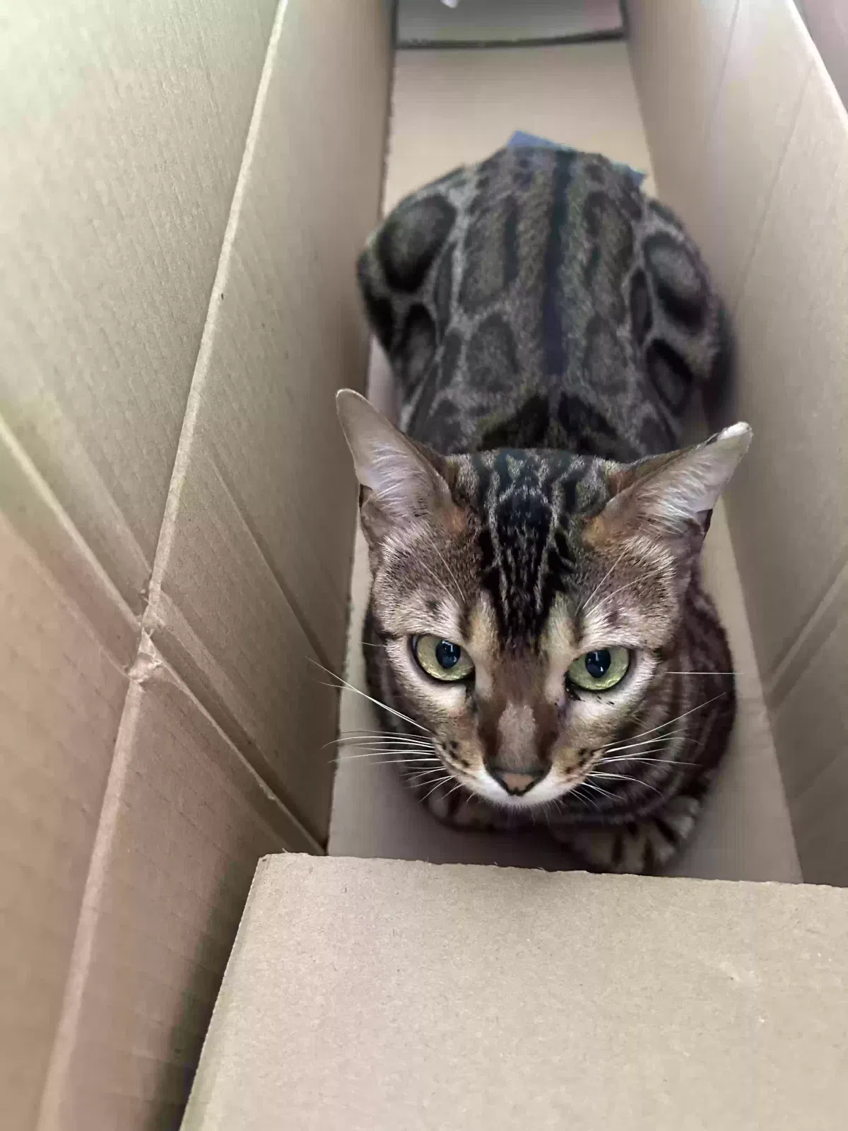 Lost cat in Saint Paul, MN, 55129