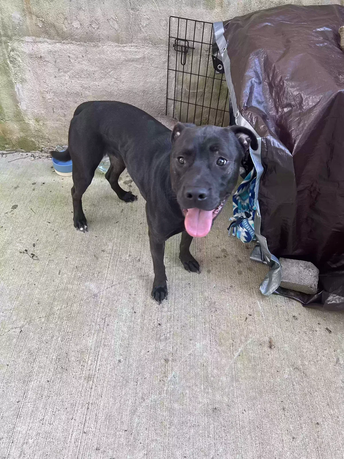 Found dog in Matthews, NC, 28105