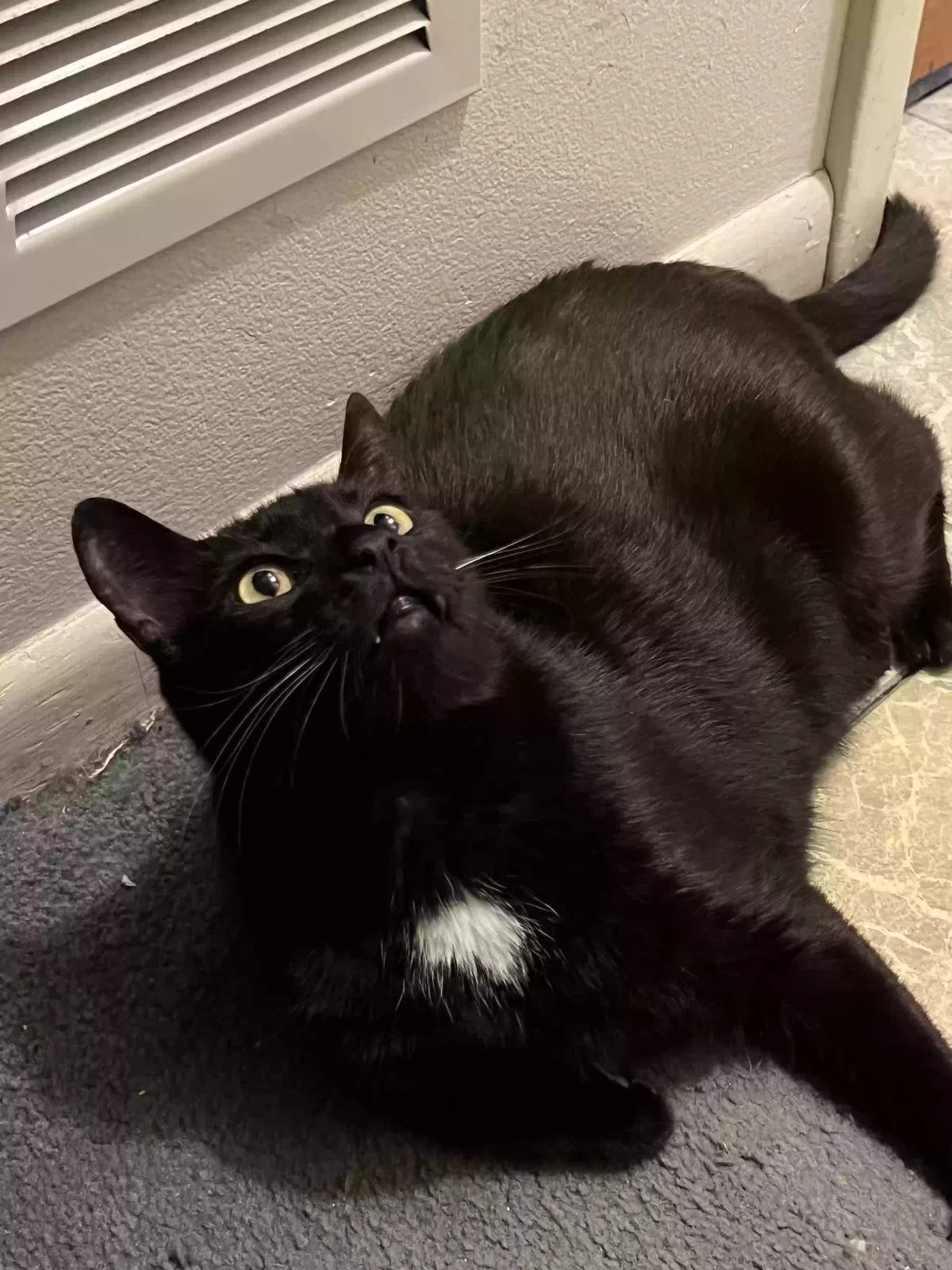 Lost cat in Boynton Beach, FL, 33436