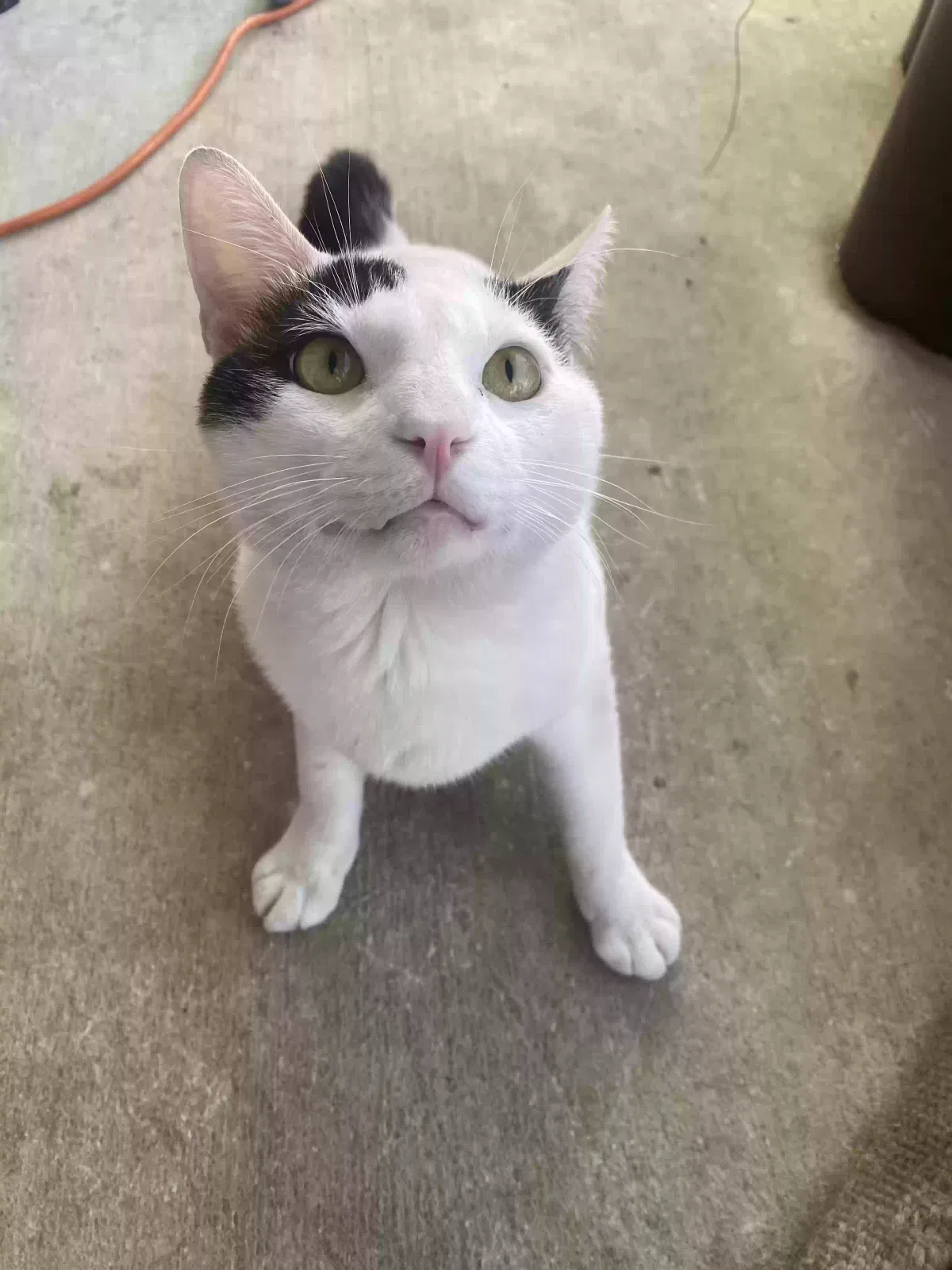 Lost cat in San Antonio, TX, 78222