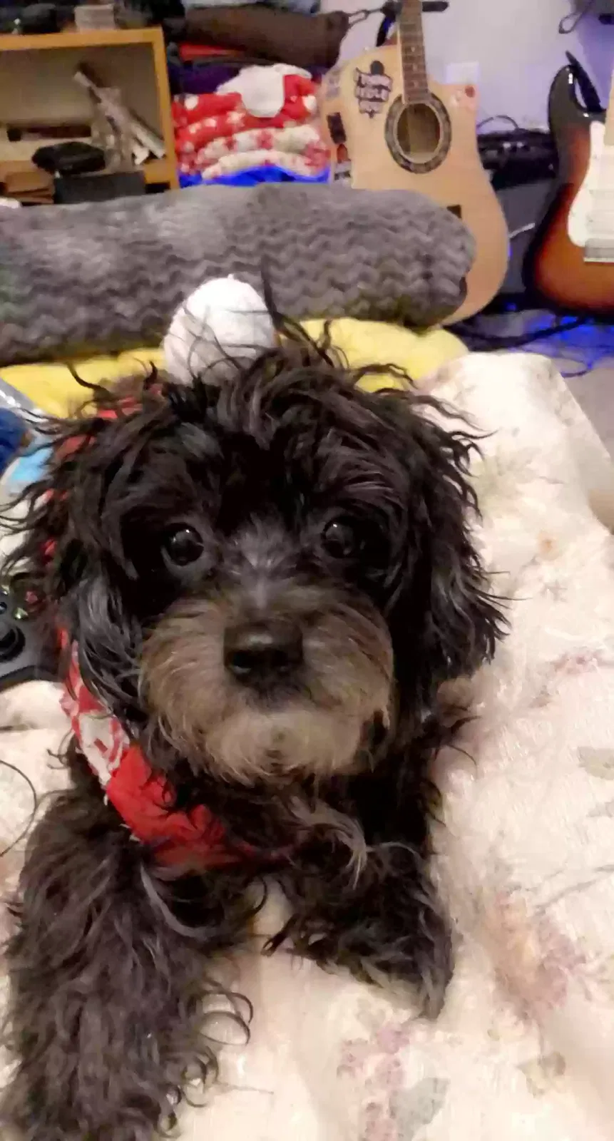 Lost dog in Las Vegas, NV, 89119