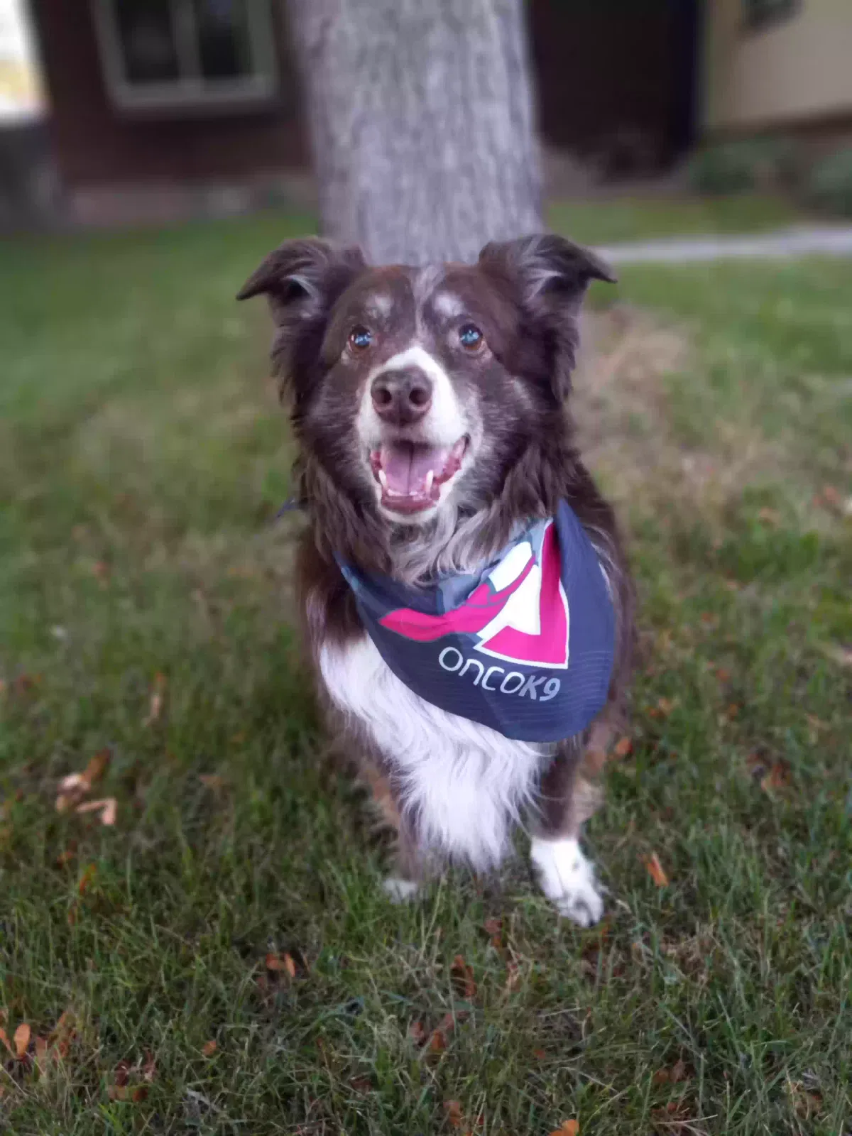Lost dog in Magna, UT, 84044