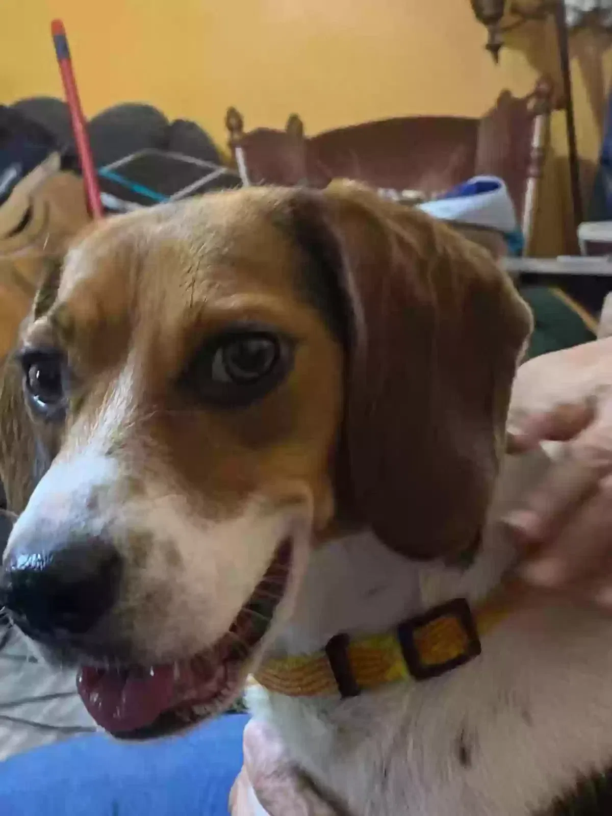 Found dog in Huntington, WV, 25702