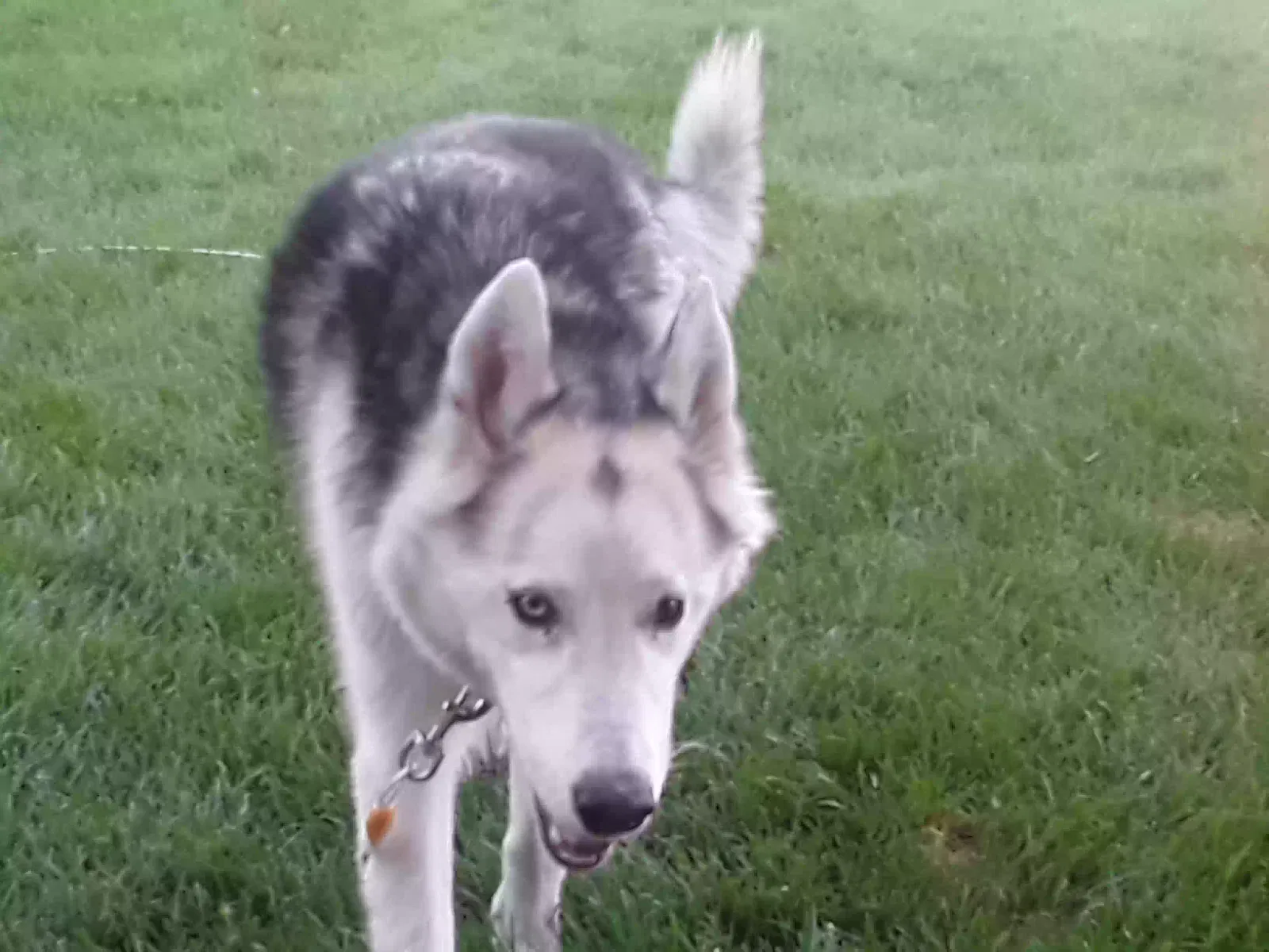 Lost dog in Layton, UT, 84041