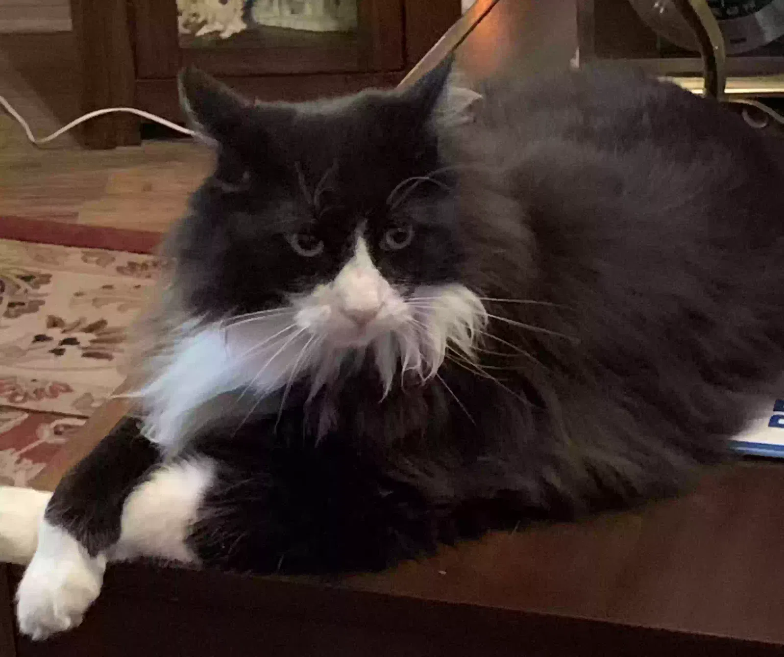 Lost cat in Cedar Park, TX, 78613