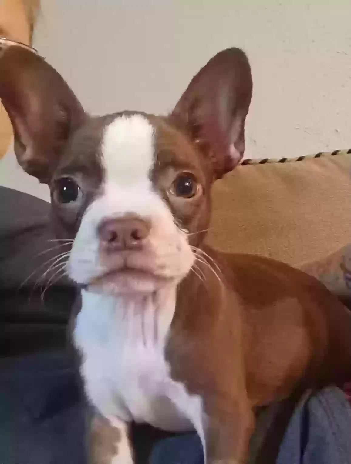 Lost dog in Copperas Cove, TX, 76522