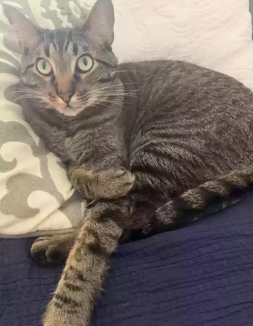 Lost cat in Murfreesboro, TN, 37128